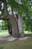 Tree Climbing