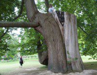 Up a Tree
