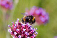 Garden Wildlife