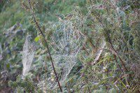 Cobwebs