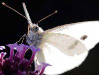 Large White
