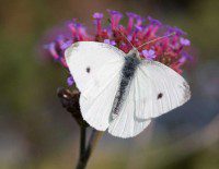 Large White