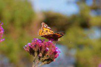 Painted Lady