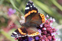 Red Admiral