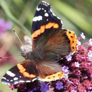 Red Admiral