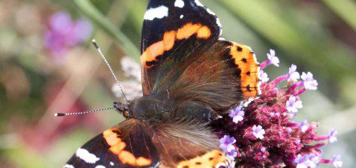 Red Admiral