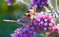 Small Tortoiseshell