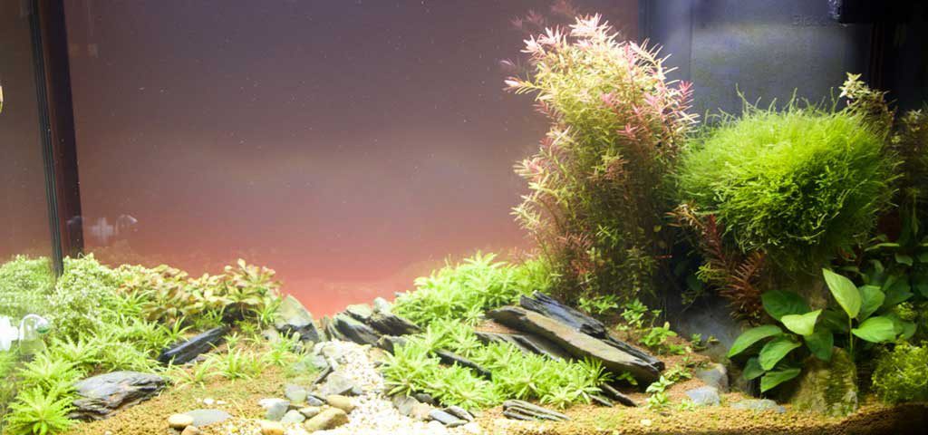 Fish Tank