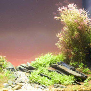 Fish Tank