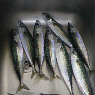 Mackerel