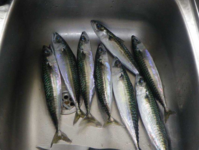 Mackerel