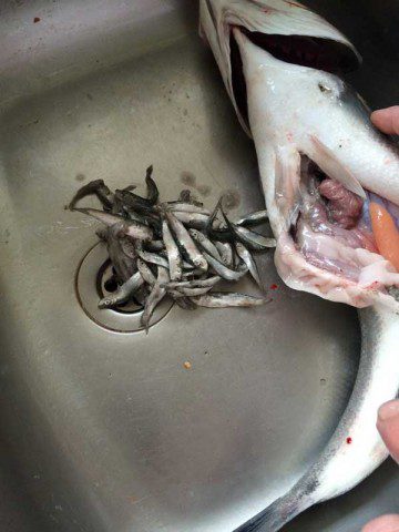 Stomach Contents