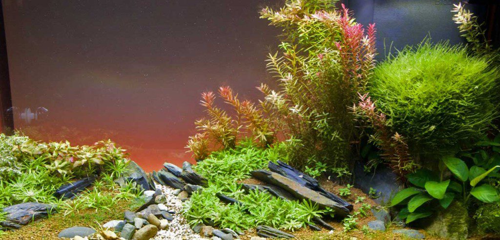 Aquarium