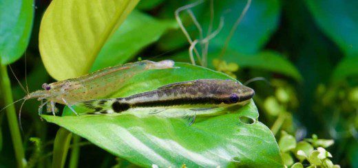 Oto and Shrimp