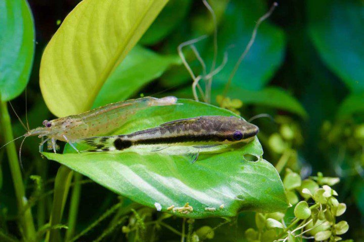 Oto and Shrimp