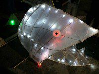 Red-Eyed Fish