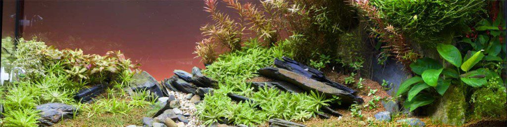 Aquascape Maturing