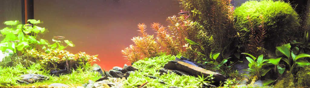 Aquascape with Fish