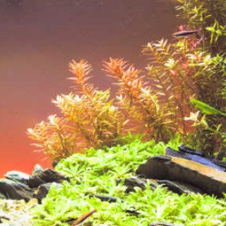 Aquascape with Fish
