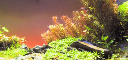 Aquascape with Fish