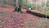 Beech Woodland
