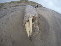 Dead Whale at Ynyslas