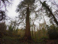 Giant Fir Tree