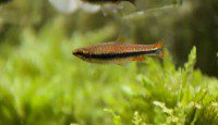Golden Pencilfish