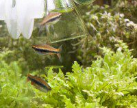 Golden Pencilfish
