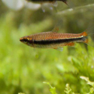 Golden Pencilfish