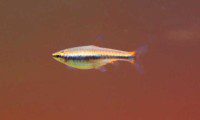Golden Pencilfish