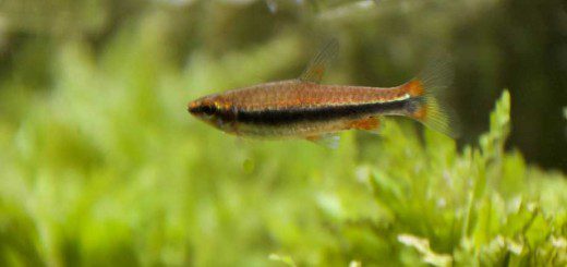 Golden Pencilfish