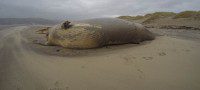 Dead Whale on the Beach