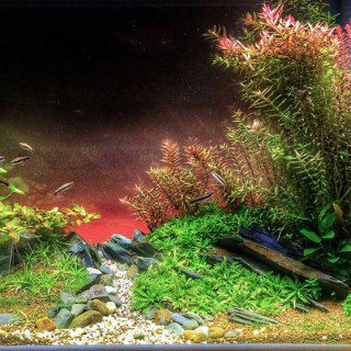 Aquascape