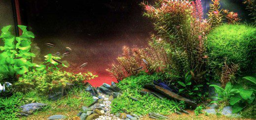 Aquascape