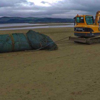 Whale Removal