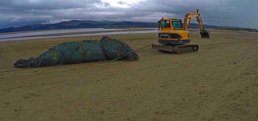 Whale Removal