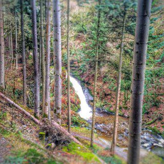 Woodland