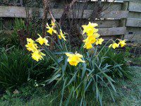 Daffodils in the garden