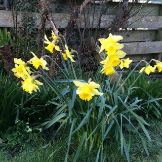 Daffodils in the garden