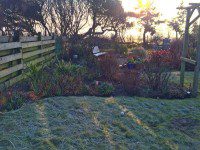 Frosty Garden