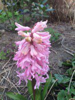 Hyacinth