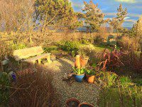 Late Winter Garden