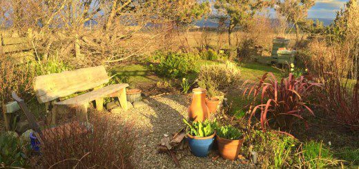 Late Winter Garden
