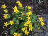 Marsh Marigolds