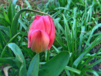 Tulip