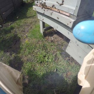 Bee Inspection