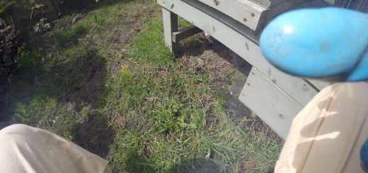 Bee Inspection