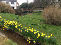 Daffodils in Morland