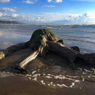 Fossil Tree Stump